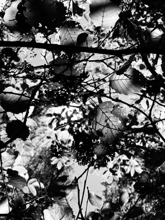 Patterns seem to form: 8X10 inches (A4 format) high quality archival print.  thumbnail