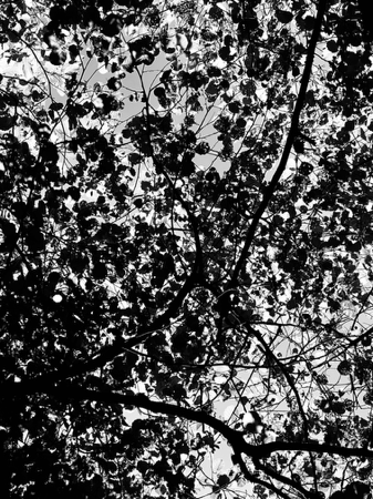 Paradigm: 8X10 inch (A4 format) high quality archival print.  thumbnail