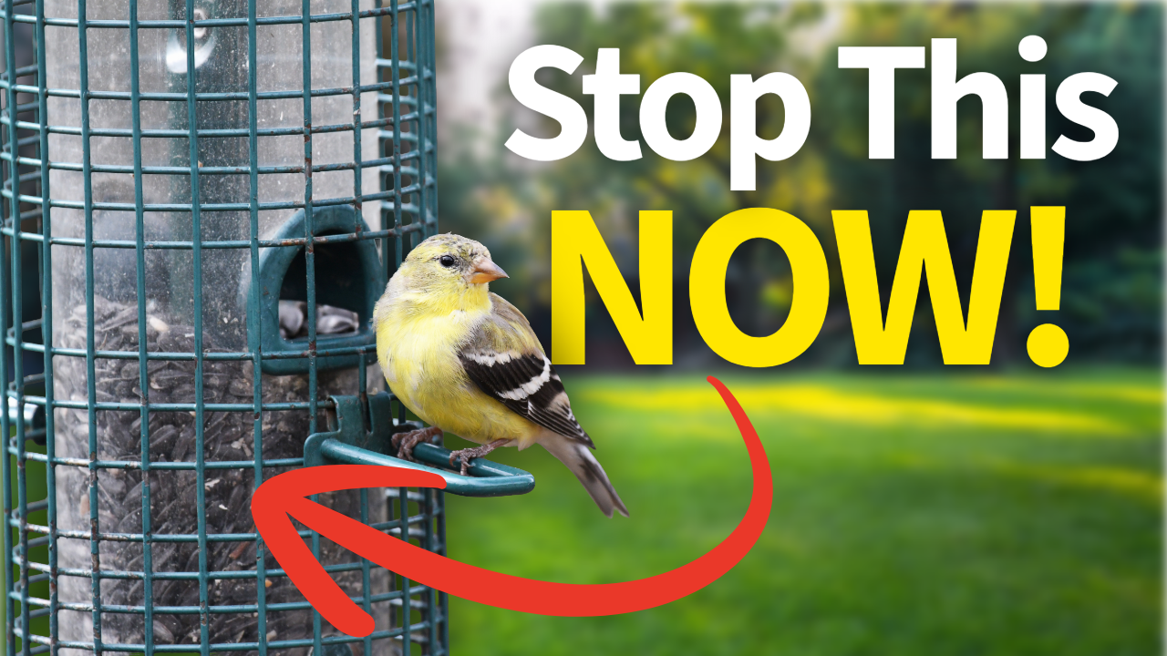 Most People Make These 8 Bird Feeding Mistakes thumbnail