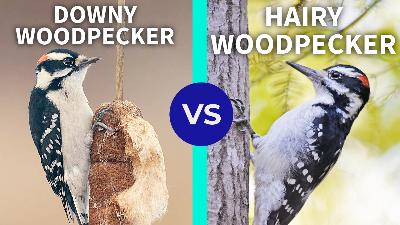 Downy Woodpecker vs. Hairy Woodpecker - Bird ID Made Easy thumbnail