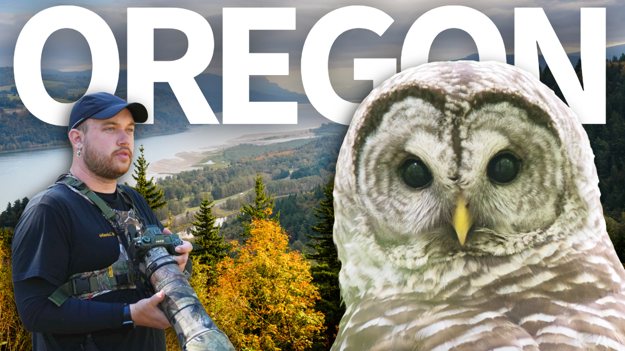 Birding Oregon for the First Time -- Here's What Happened thumbnail