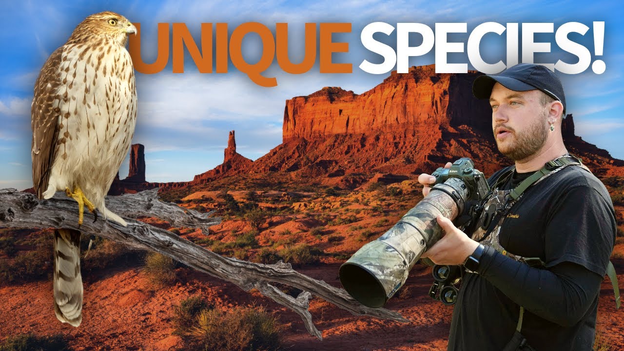 Birding Among the Red Rocks of Utah thumbnail