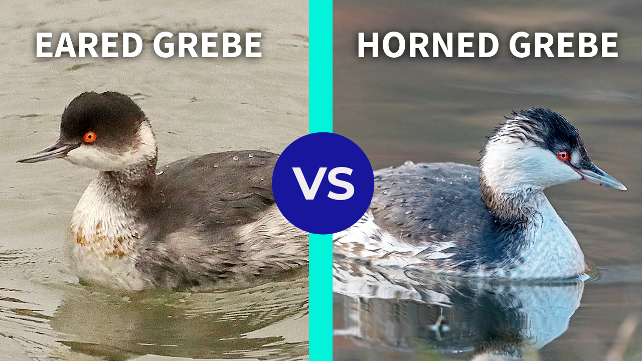 Eared Grebe vs. Horned Grebe - Bird ID Made Easy thumbnail