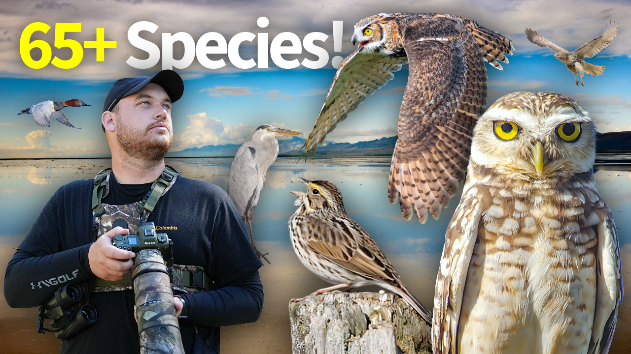 Seeing 65+ Species on October Big Day! (New Record) thumbnail