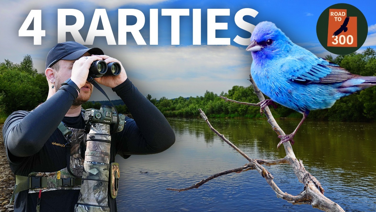 An Incredible Day of Birding: 4 RARE Birds! thumbnail