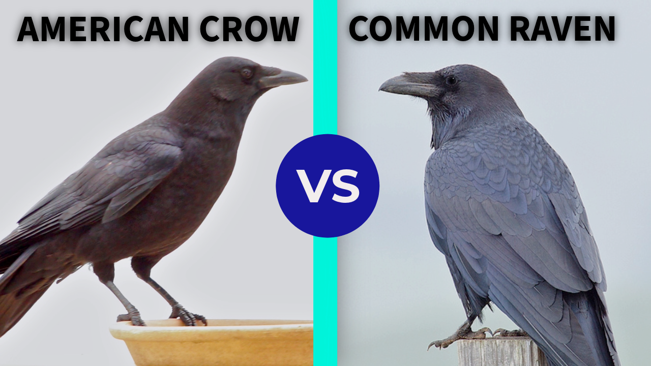 Common Raven vs. American Crow - ID Mady Easy thumbnail