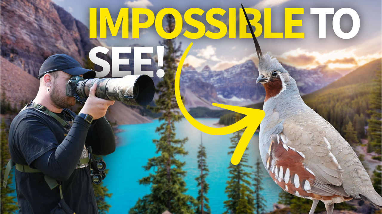 Birding SoCal's Mountains for America's Most Elusive Bird! thumbnail