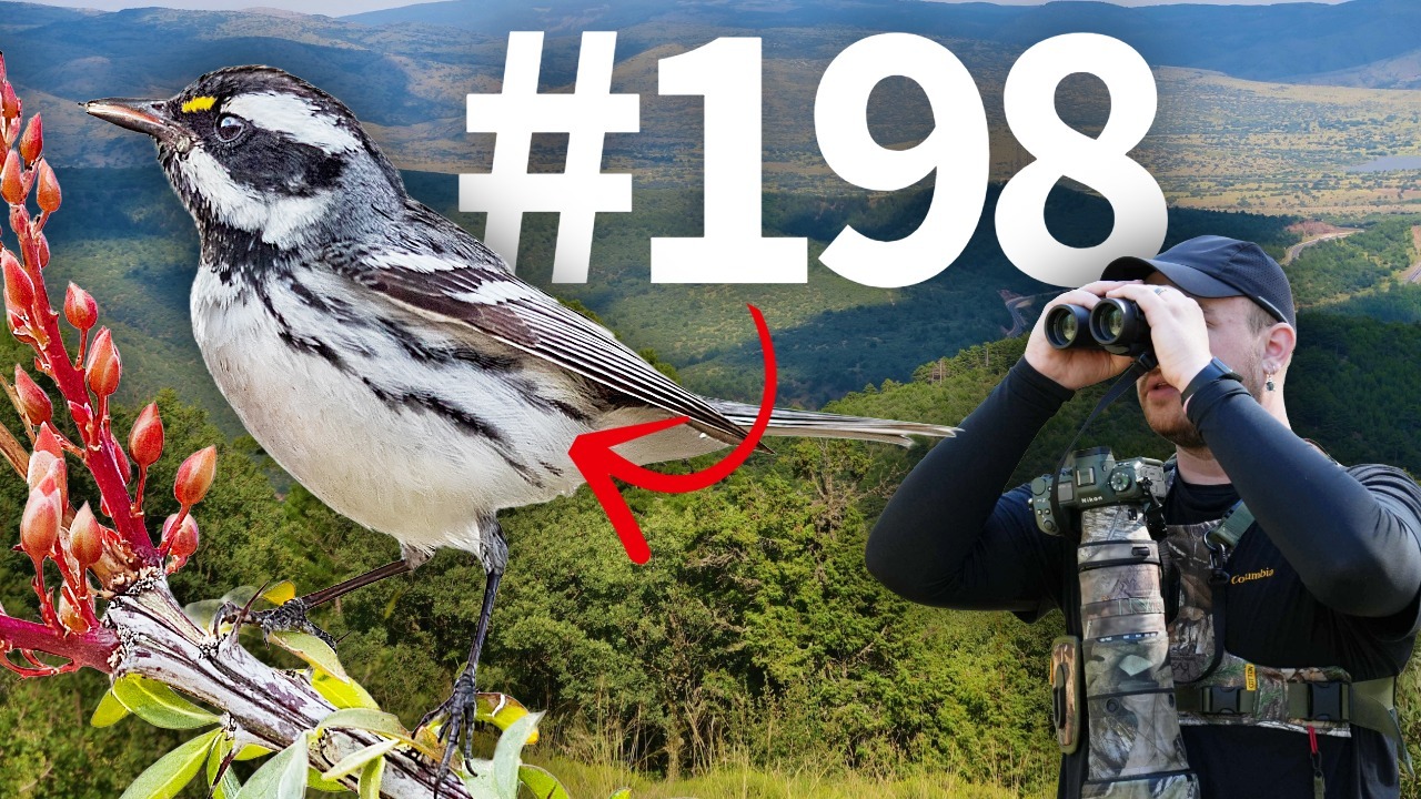 Chasing 200 Bird Species in My Home County! (So Close) thumbnail