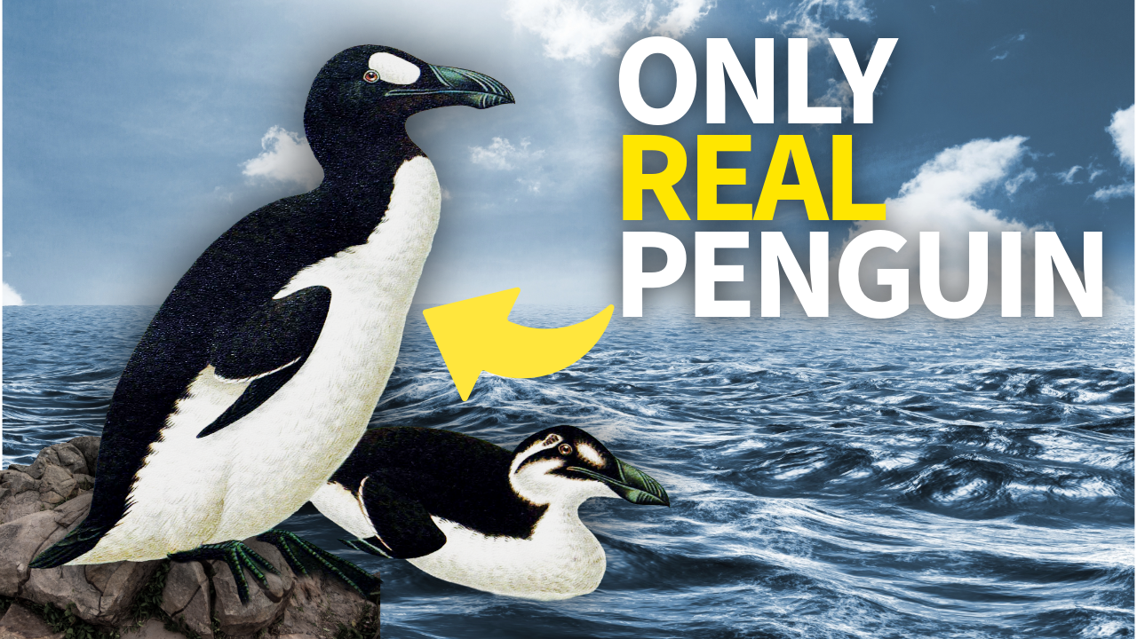 Extinct Files: North America's REAL Penguin thumbnail