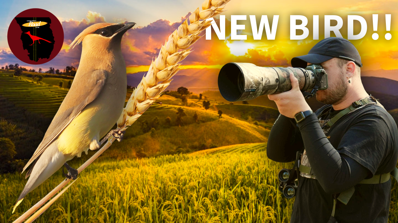 A Surprise County Bird in Golden Light thumbnail