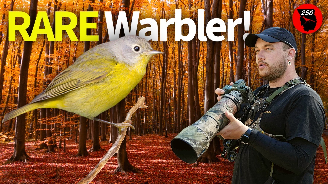 Chasing RARE Warblers in Stunning Fall Colors! thumbnail