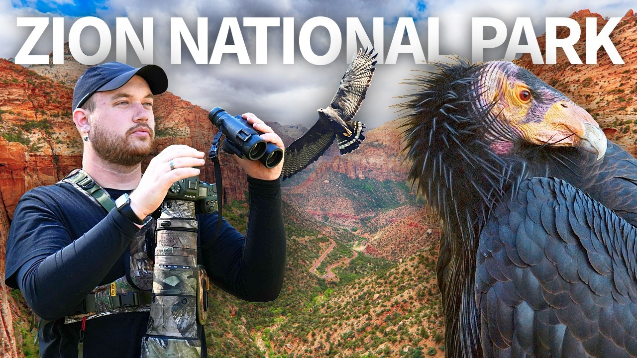 My BEST Birding Weekend EVER -- Zion National Park thumbnail