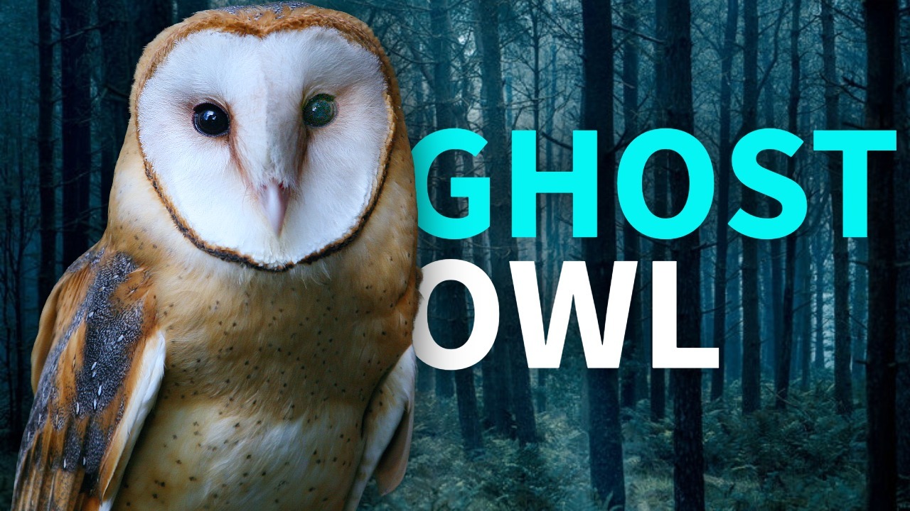 Barn Owls: Silent Hunters of the Night thumbnail