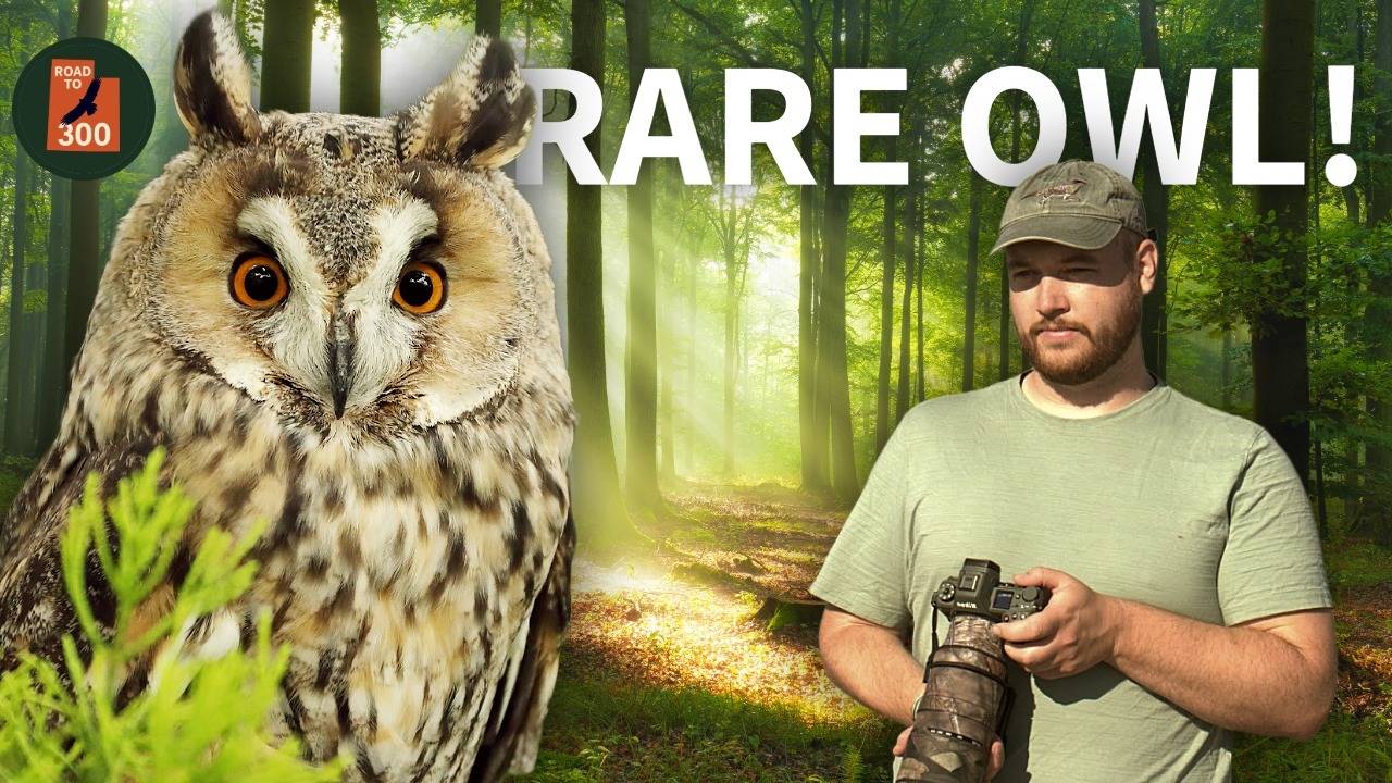 After YEARS of Searching... I Found this RARE Owl! thumbnail