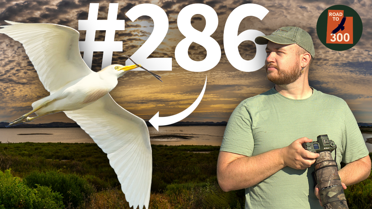 Road to 300: My Biggest Birding Challenge BEGINS thumbnail