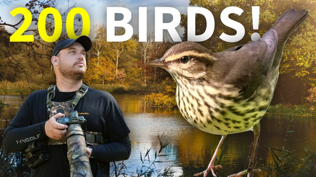 I FINALLY Saw 200 Bird Species in My County! (We did it) thumbnail