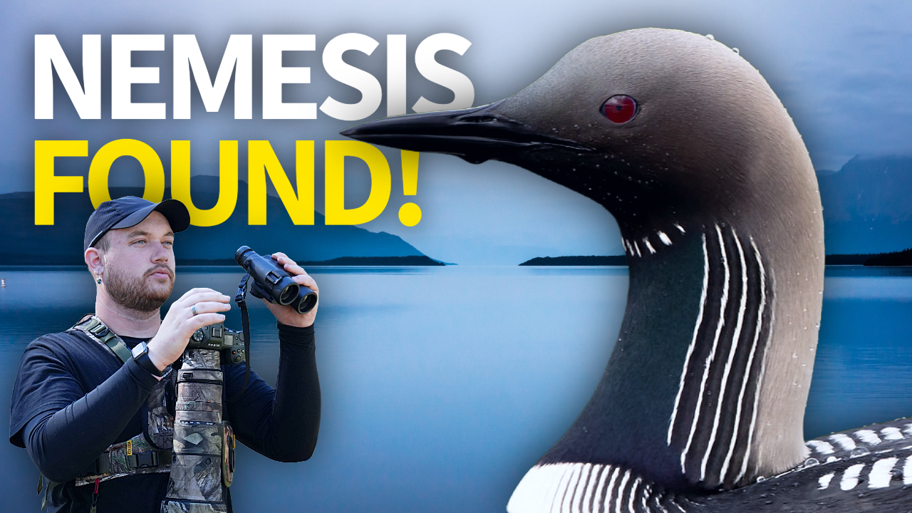 After TWO Years of Searching... I FINALLY Found this Bird! thumbnail