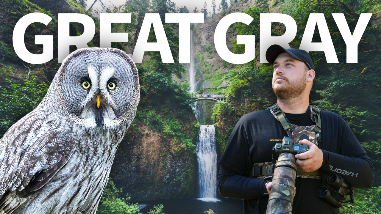 I Drove 450 Miles to Find THIS Owl! thumbnail