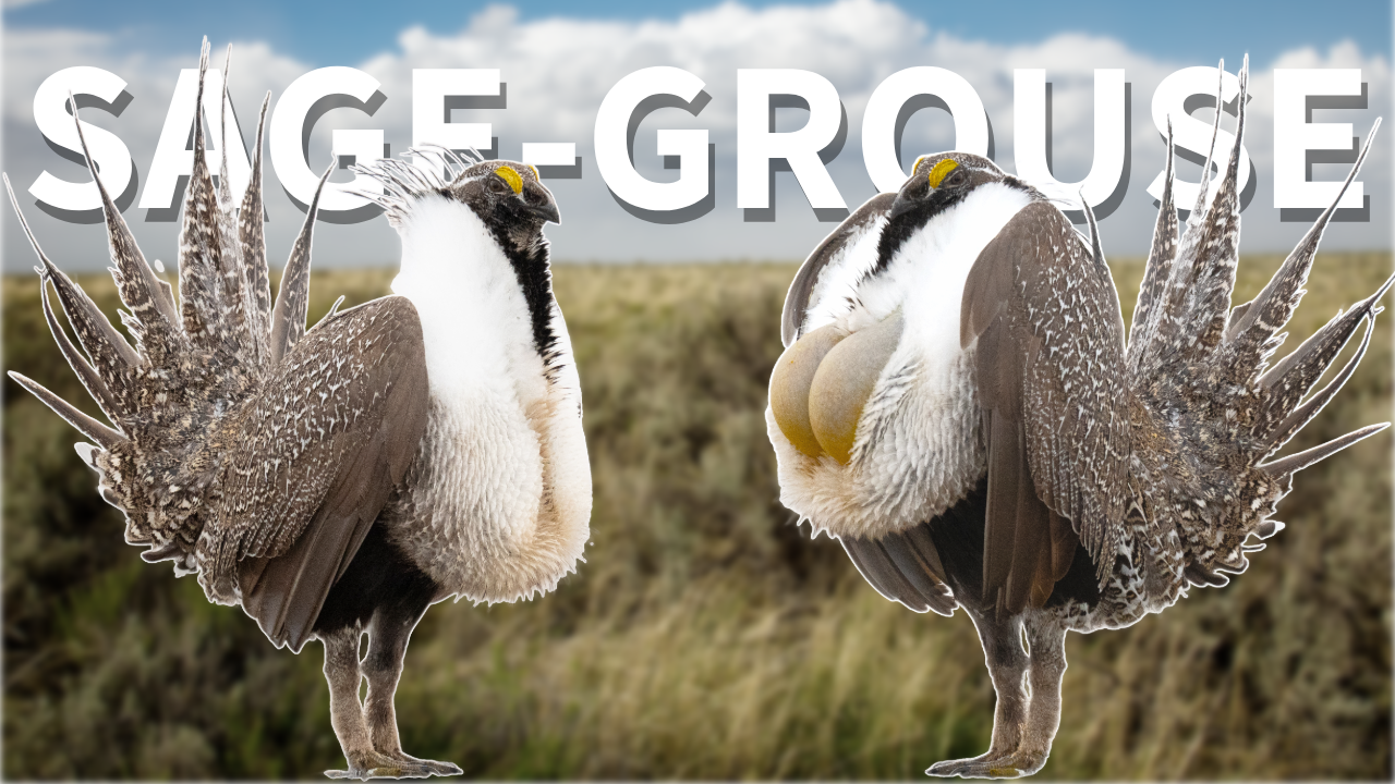 The Bird that Dances: Secrets of the Greater Sage-Grouse thumbnail