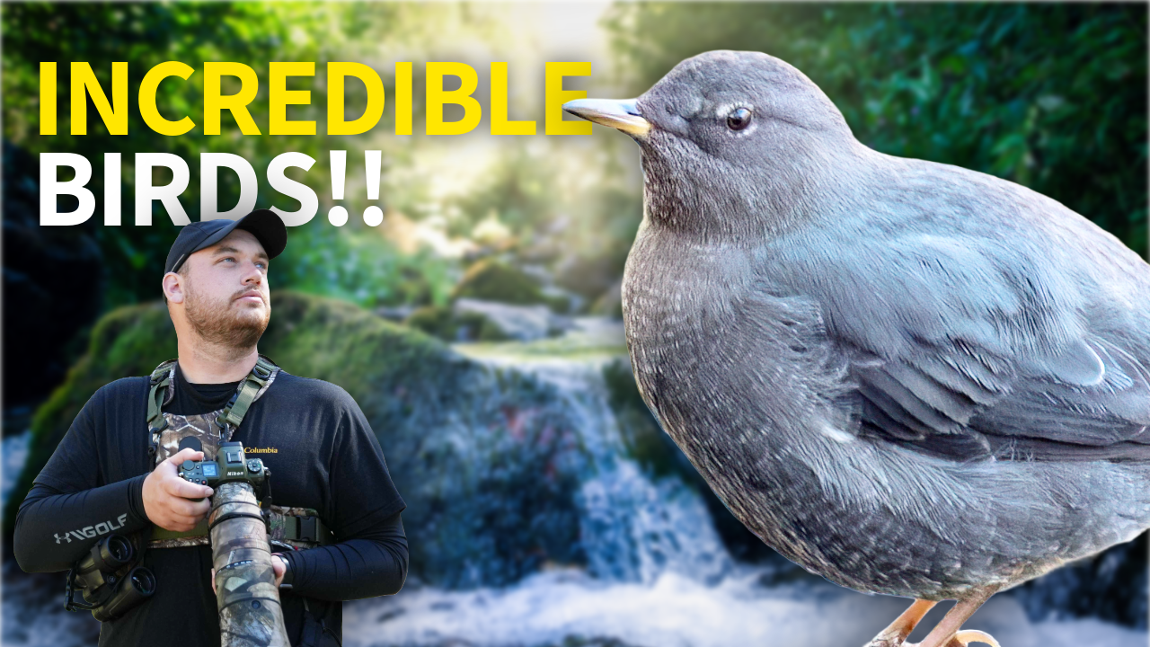Spring Birding in a Melting Canyon (Unexpected Finds) thumbnail