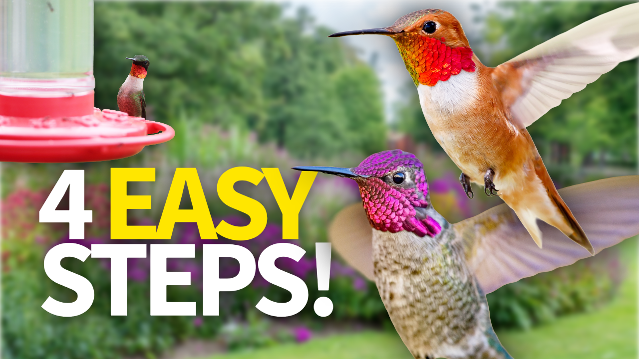 Create The PERFECT Hummingbird Haven With These Methods thumbnail