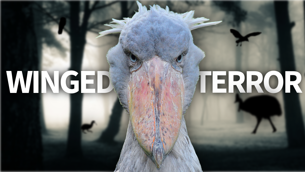 Nature's Most TERRIFYING Birds (You Won't Believe #1) thumbnail