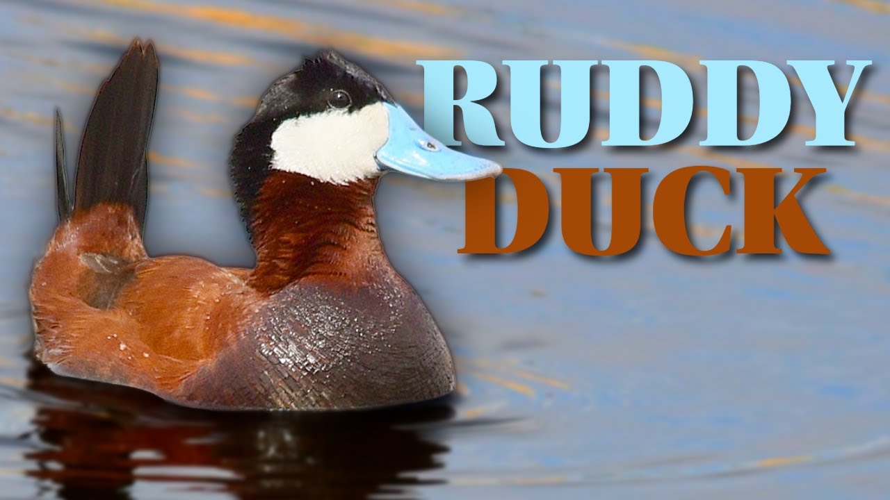 Ruddy Duck: The Blue-Billed Diving Duck You Need to See! thumbnail