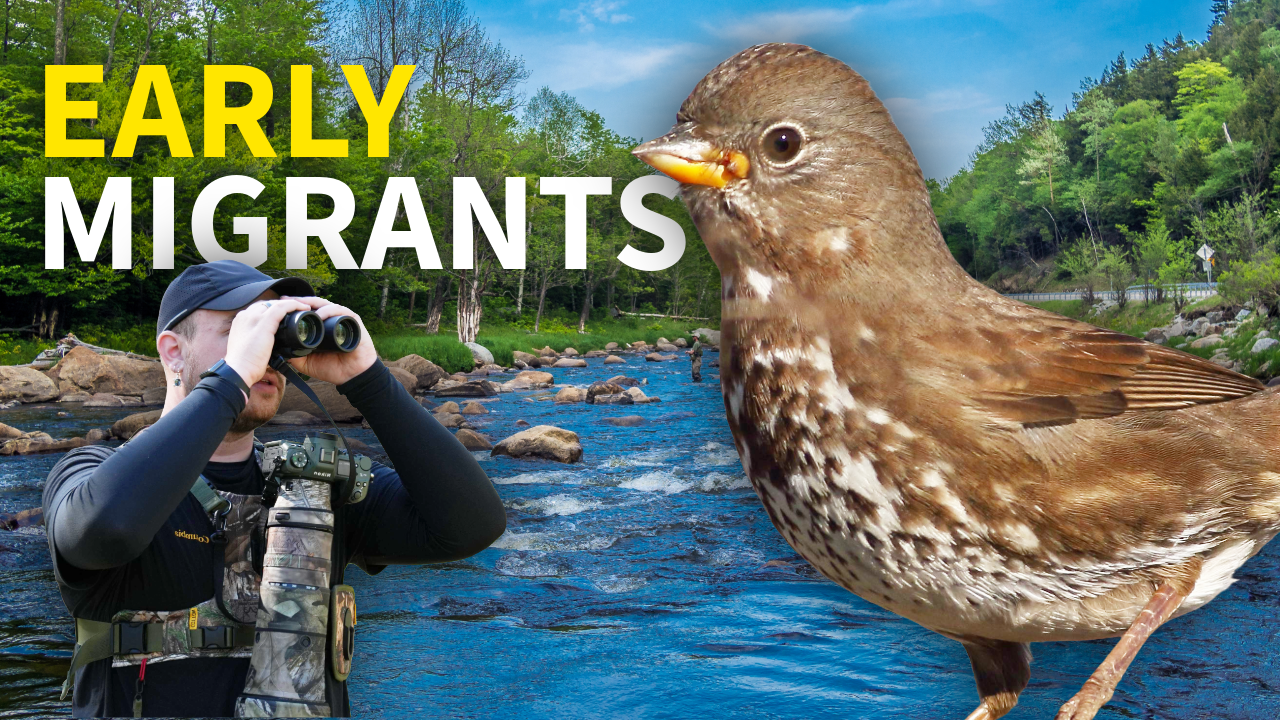 Birding for EARLY Spring Migrants thumbnail