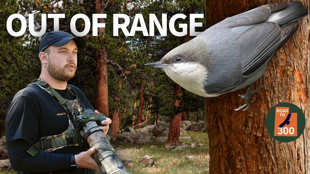 This bird SHOULDN'T be here... But we found it! thumbnail