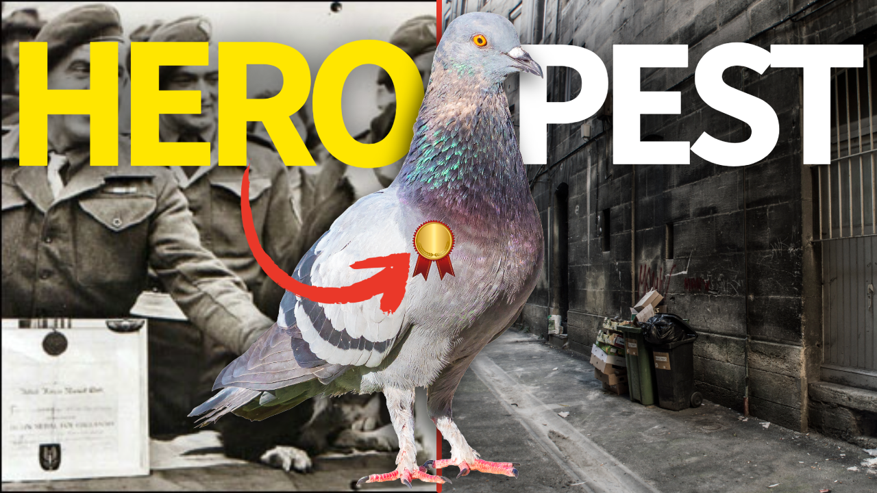 From Heroes to Pests: The Tragedy of Pigeons thumbnail