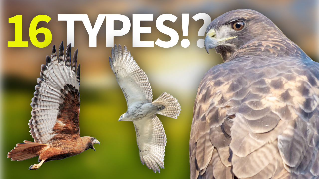 Red-tailed Hawks Explained: Secrets of North America's Most Common Raptor thumbnail