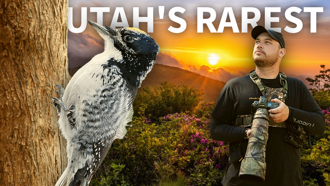 Searching for Utah's RAREST Bird thumbnail