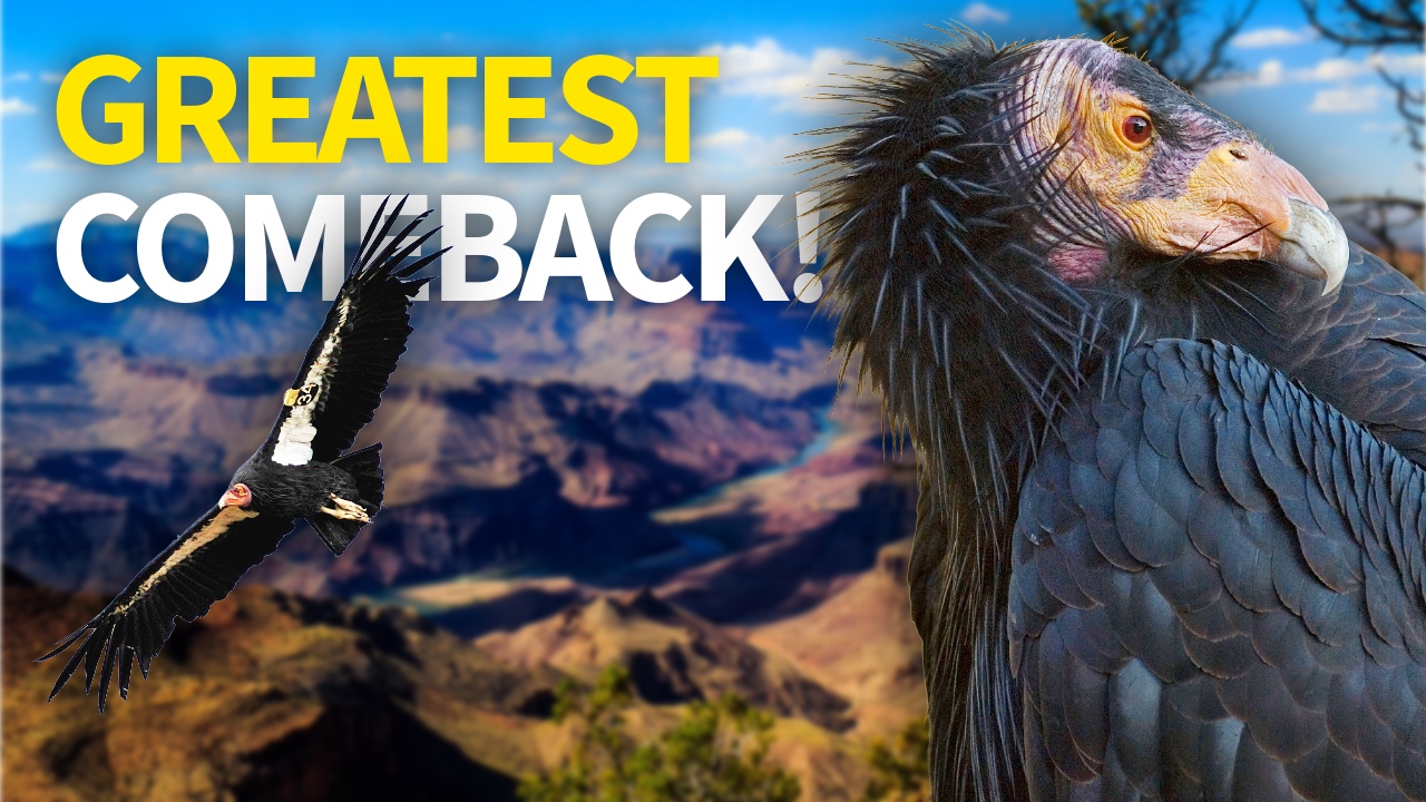 They Were Down to 27... Now Look At Them (California Condor) thumbnail