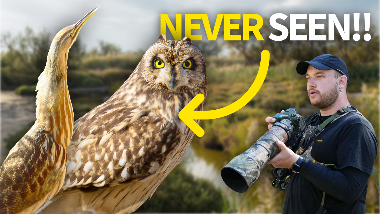 Finding 3 IMPOSSIBLE to See Birds While Birding! thumbnail