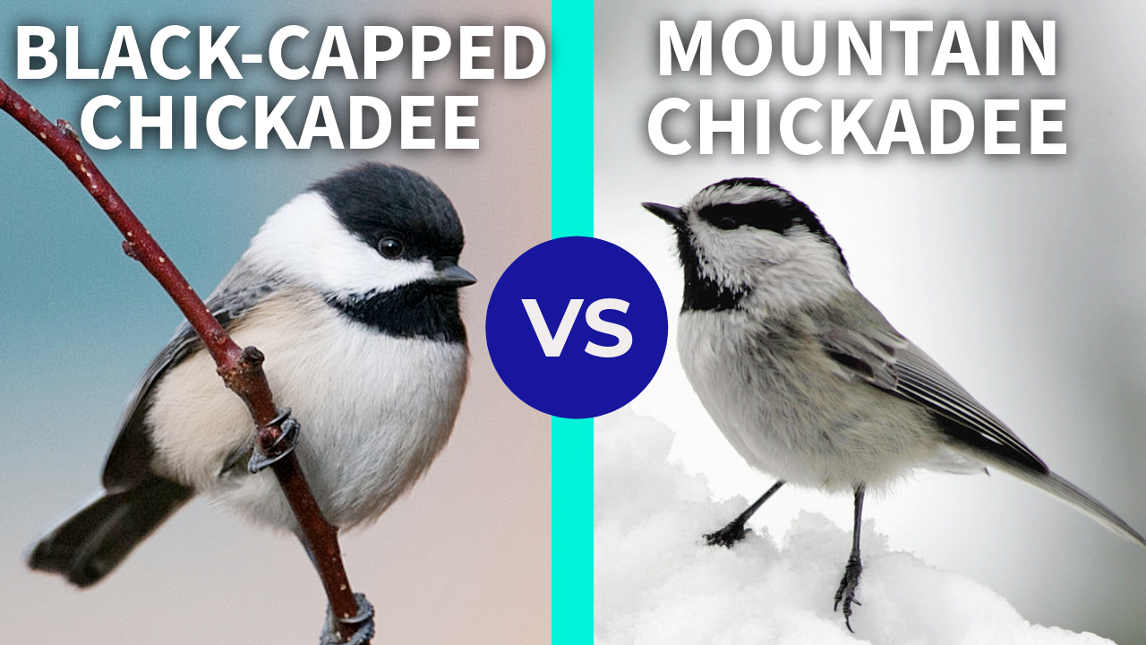 Black-capped Chickadee vs. Mountain Chickadee - Bird ID Made Easy thumbnail