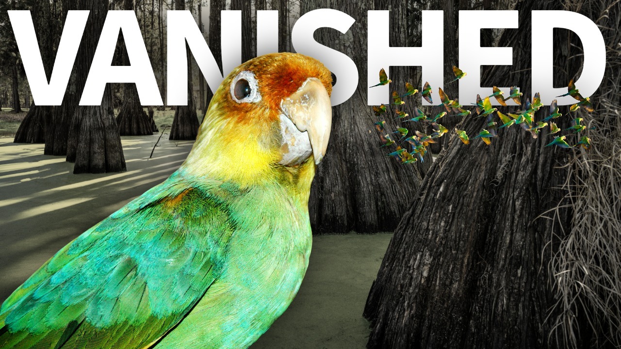 Extinct Files: How America's Only Native Parrot Vanished thumbnail