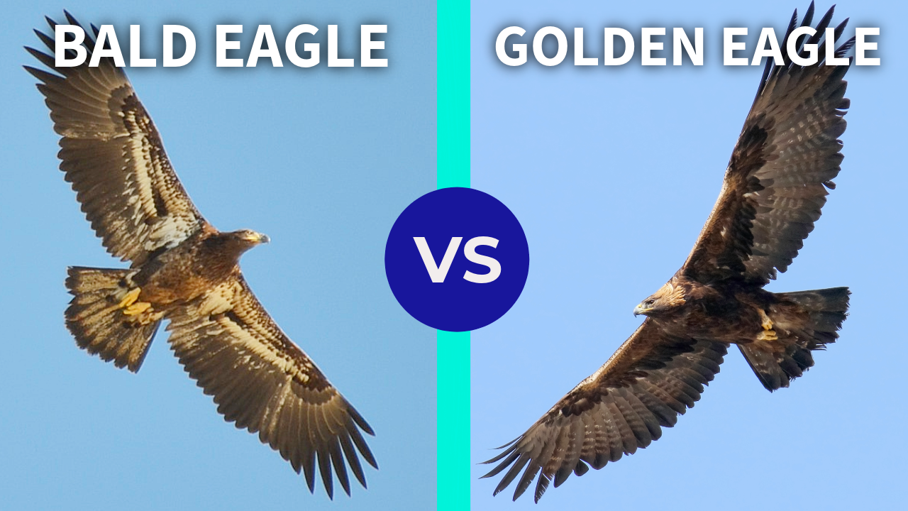 Bald Eagle vs. Golden Eagle - Bird ID Made Easy thumbnail