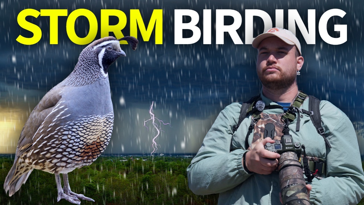Birding through a STORM -- Here's what happened! thumbnail