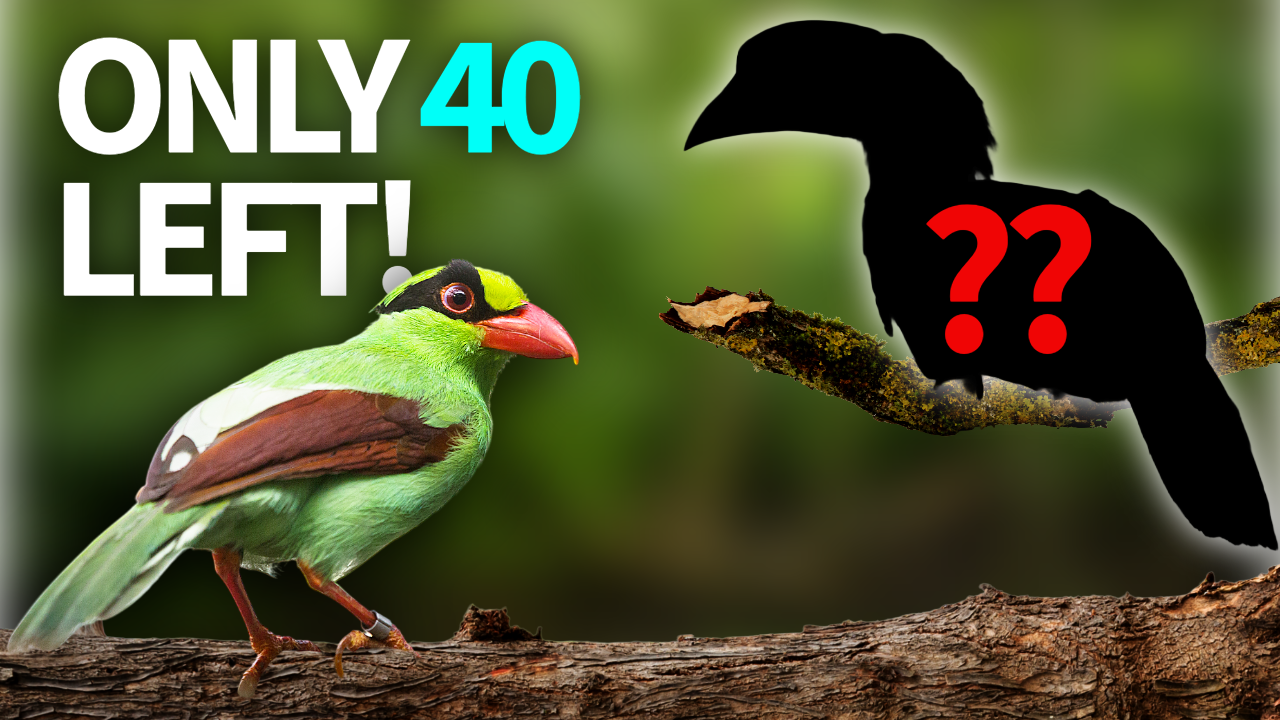 5 RAREST Birds in the WORLD (That Actually Exist) thumbnail