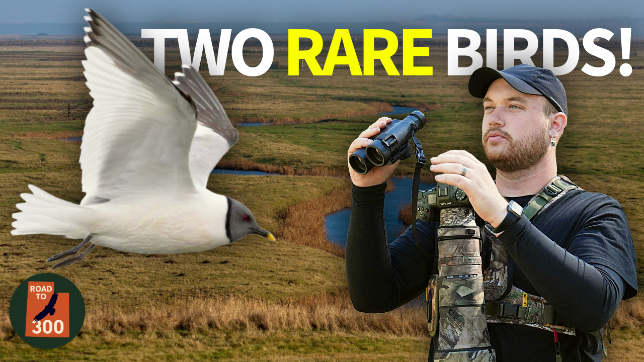 I Found Not One, But TWO Rare Birds! (Unexpected) thumbnail