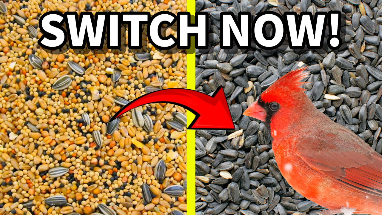 What Bird Seed Works BEST? A Guide to Backyard Bird Feeding thumbnail