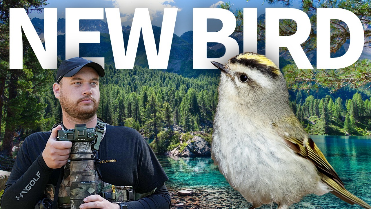 I Found a Bird I've Never Filmed Before -- In a Place I've Never Been thumbnail