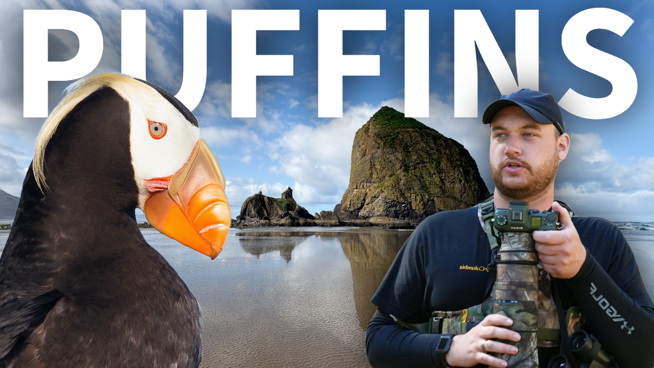 Birding Oregon's Majestic Coast -- Puffins and MORE! thumbnail