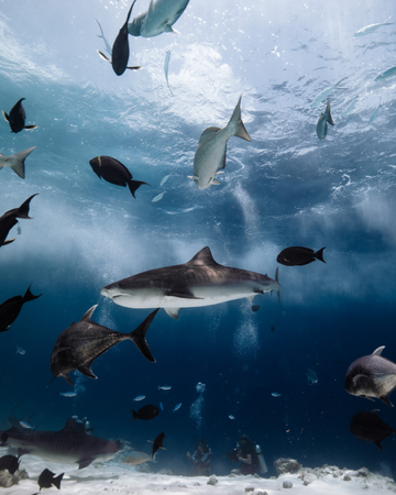 Ocean culture | Shop  thumbnail