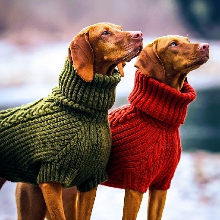 dog sweaters thumbnail