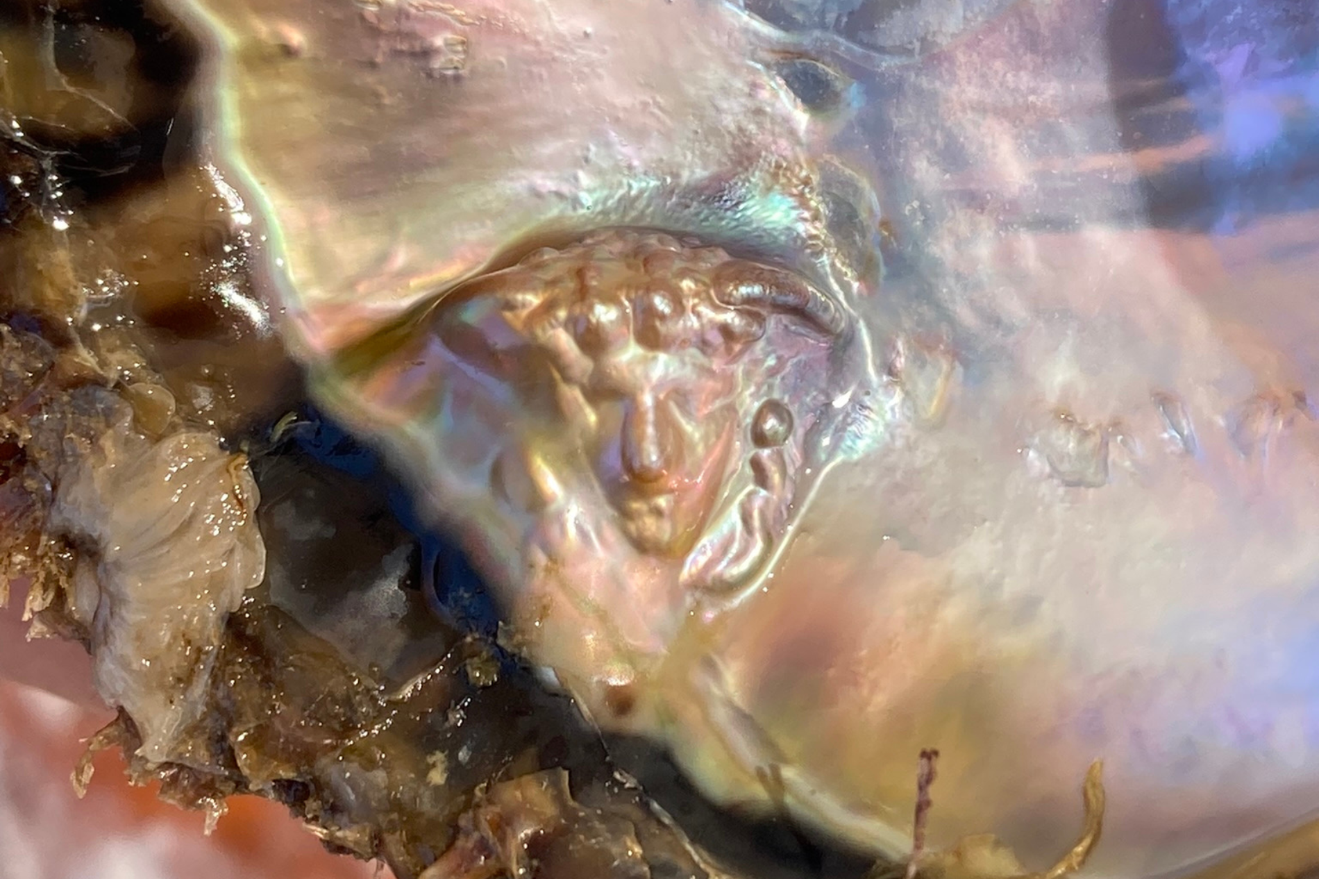 Exhibition: Other of Pearl on Governors Island thumbnail