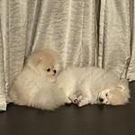 MOVING WITH PETS thumbnail