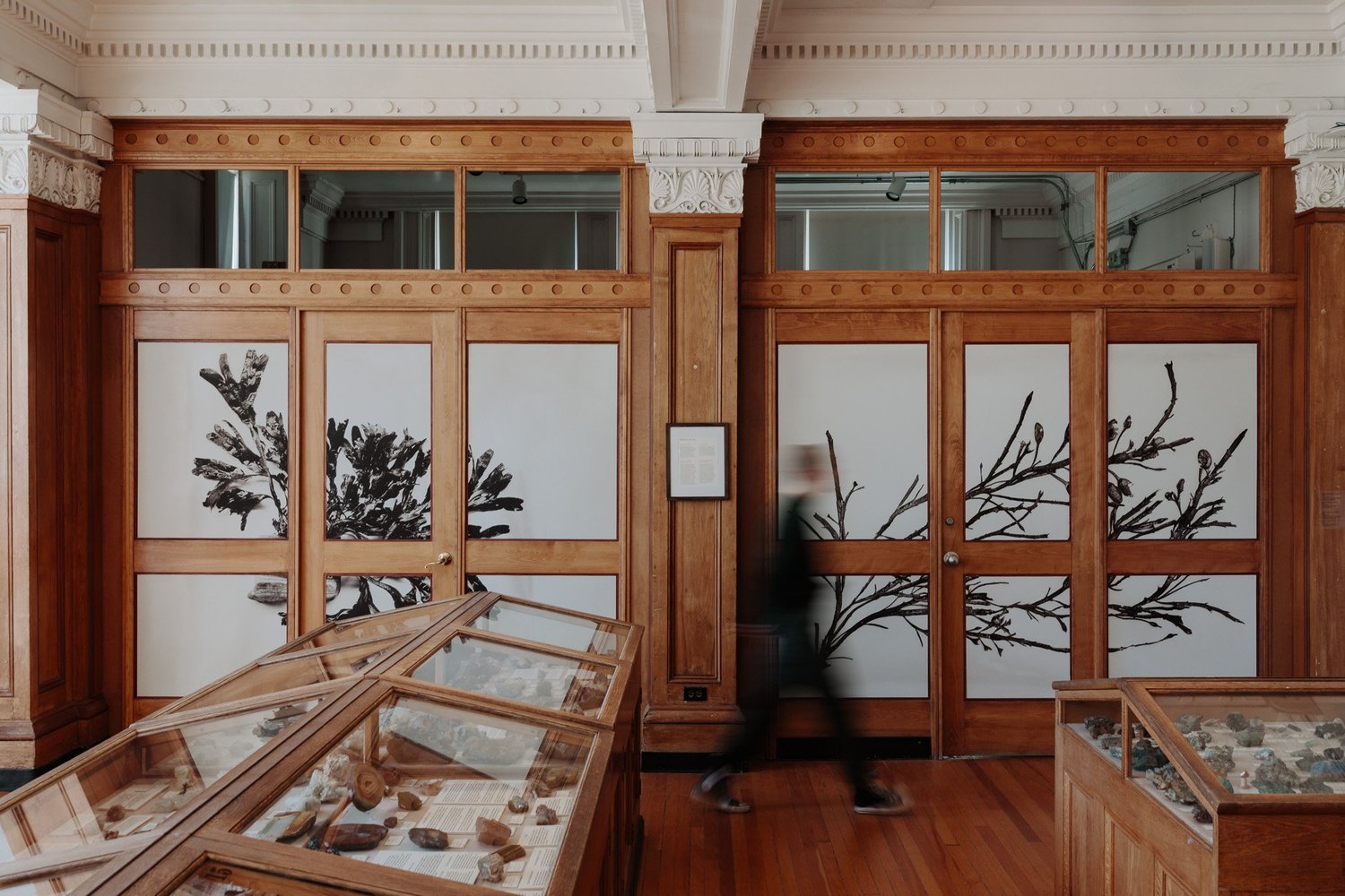 Gloria Algae — Les algues marines du Québec de Marcelle Gauvreau thumbnail