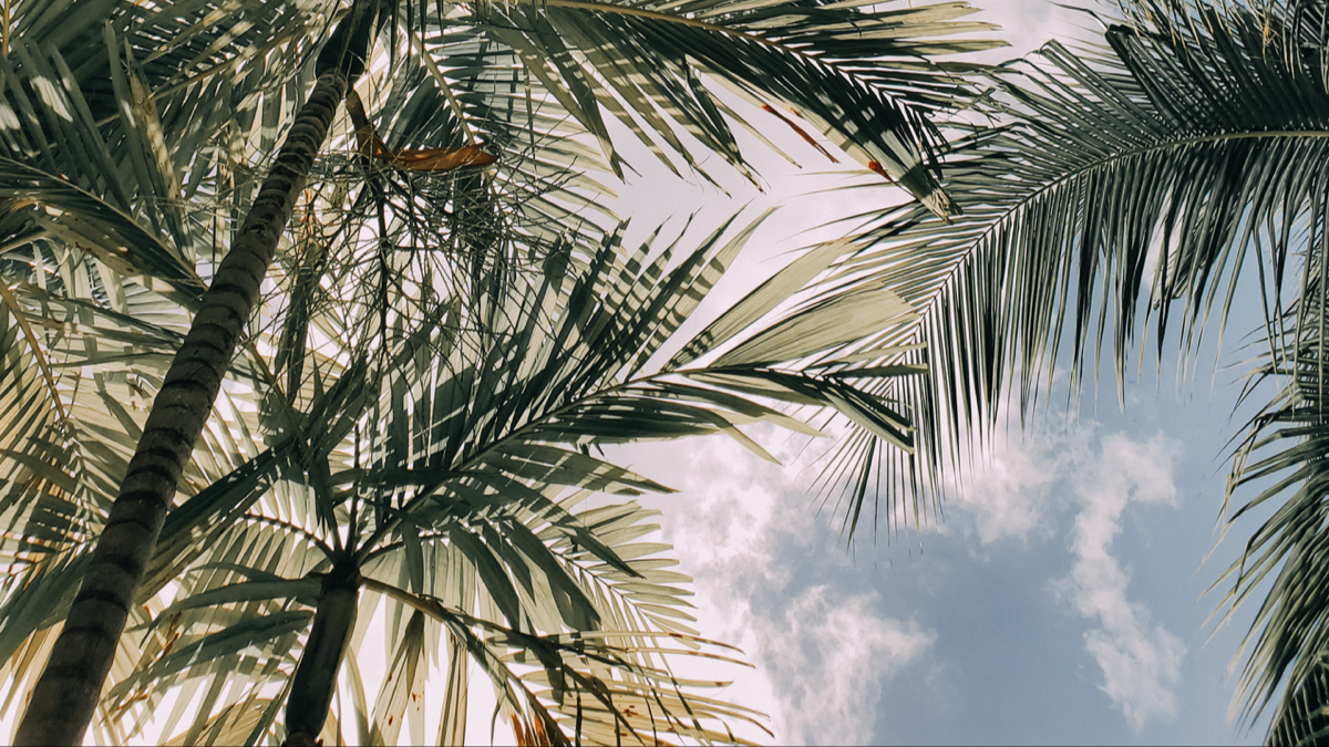 BioSite banner for @Miami