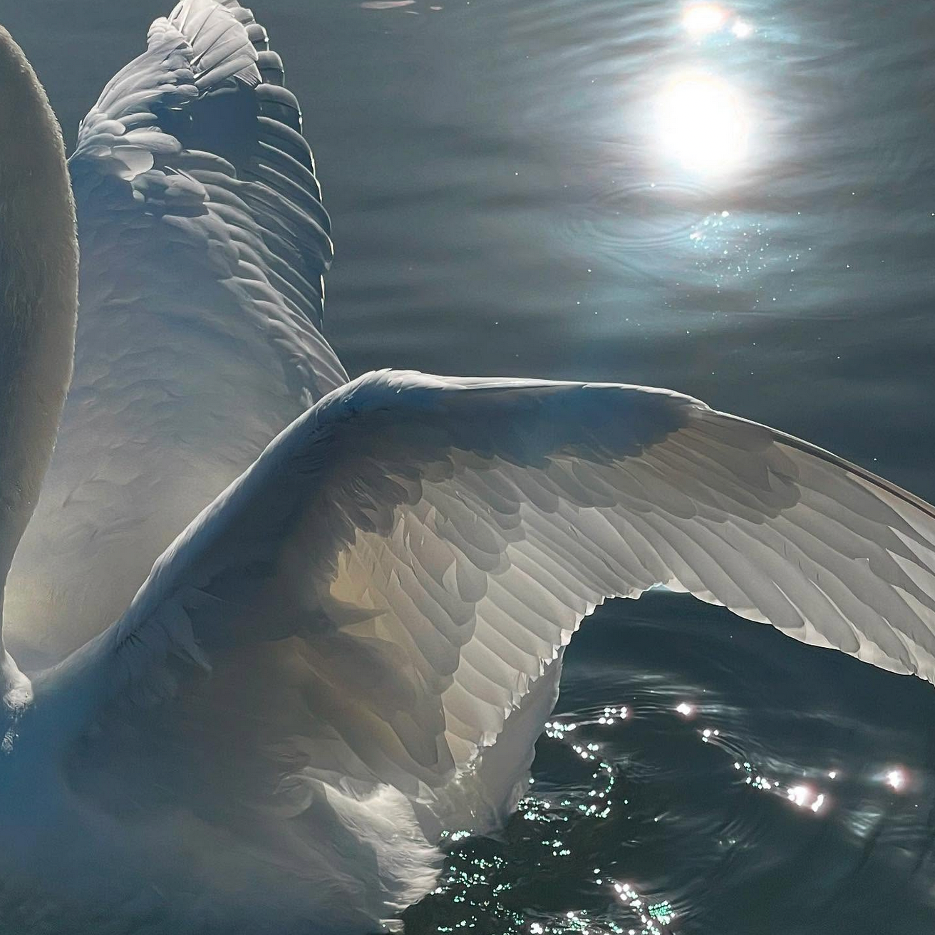 DRAGON BODY | Sacred Somatic Rebirth Journey [waitlist] thumbnail